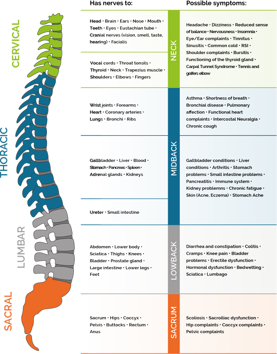 Chiropractic Chiropractie Stegeman